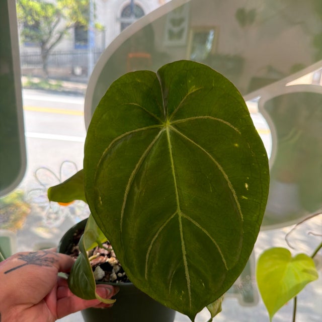 Stem Plants, houseplant shop in Rochester